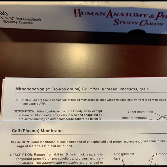 Study Cards - Human Anatomy - Picture 6 of 7